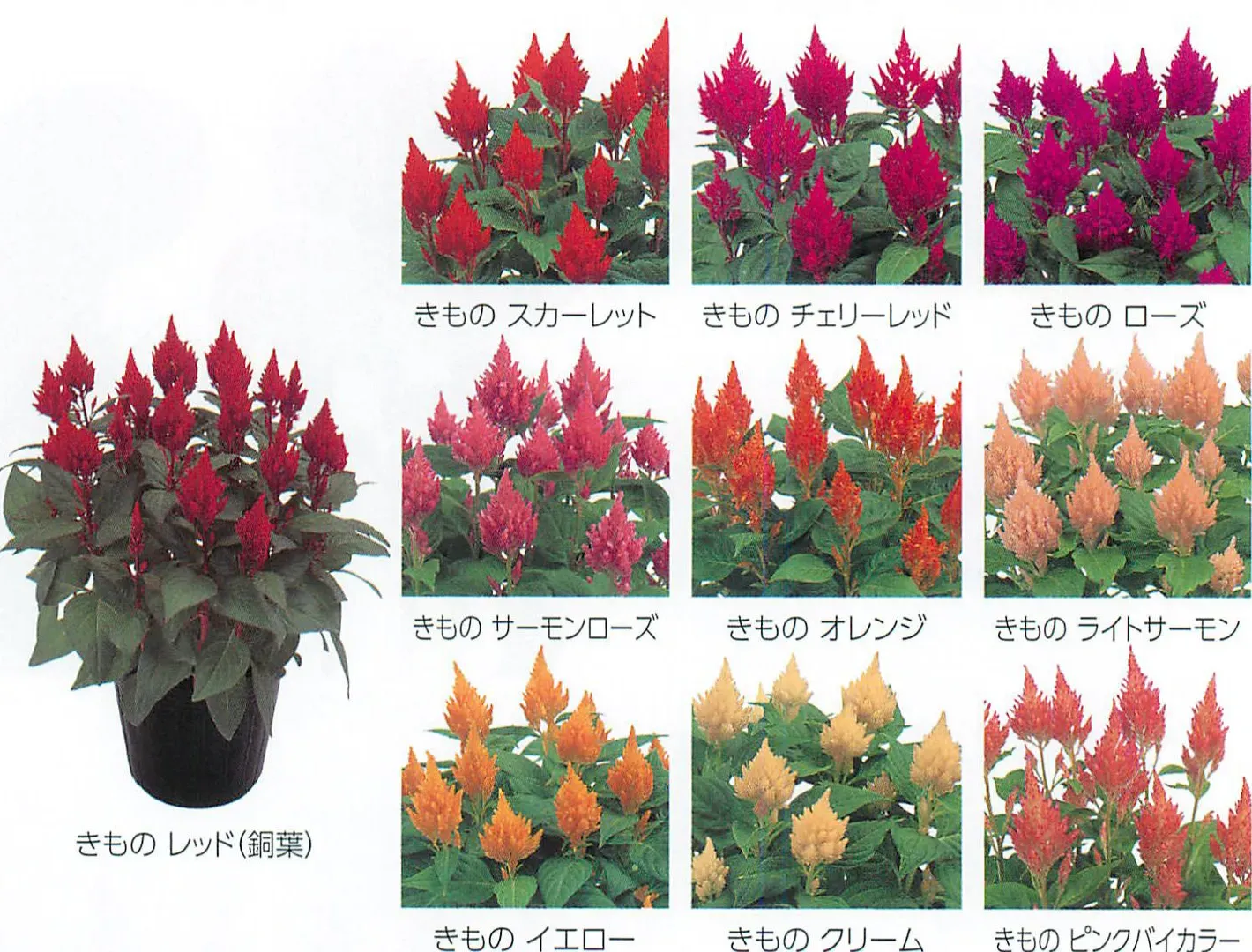 「ケイトウ きもの」ってどんな花？そのユニークな特徴
