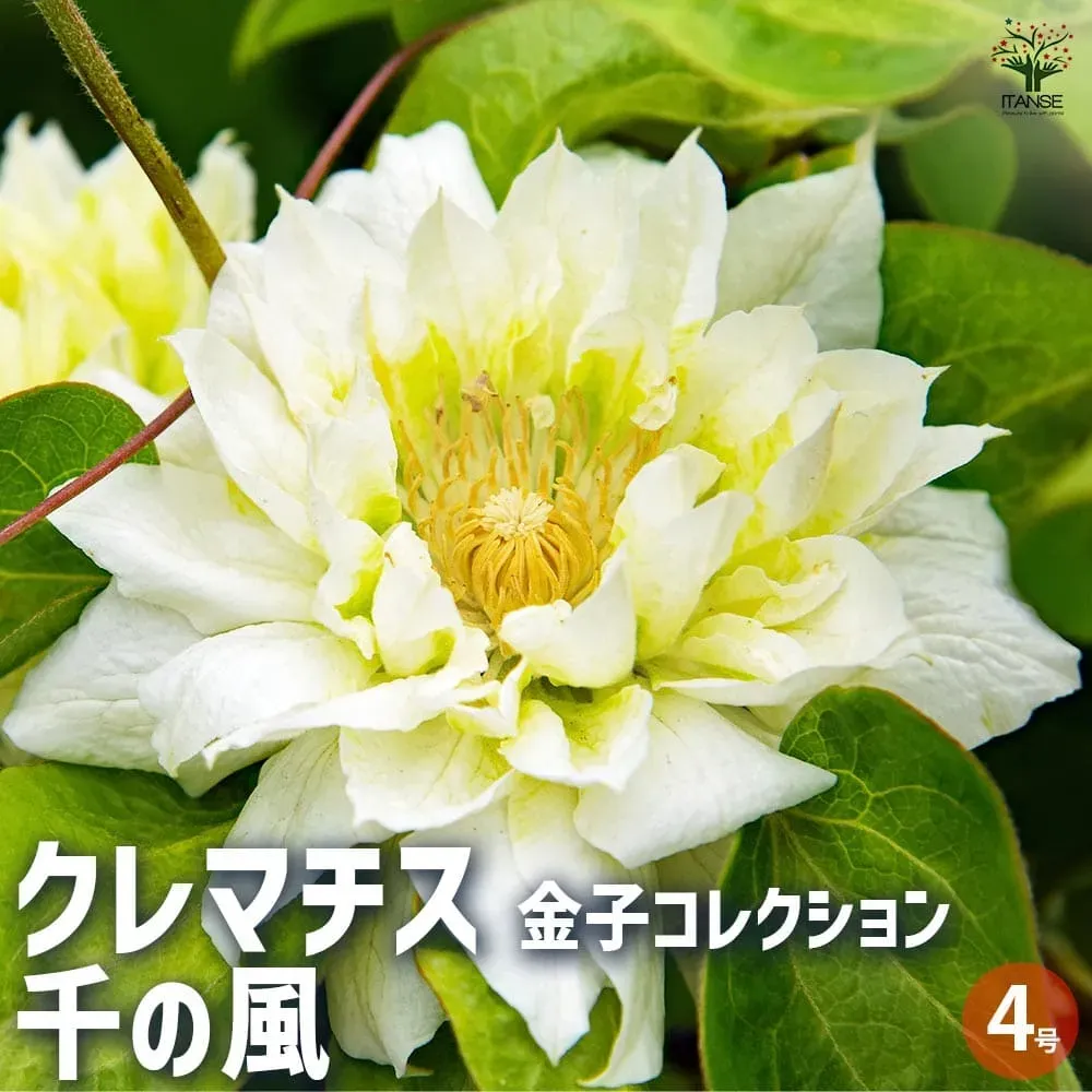 「難しい」は誤解？ クレマチス 金子さんが語る多様な魅力