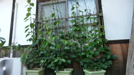 【キウイ 鉢植え ベランダ】収穫までの道のりと楽しみ方