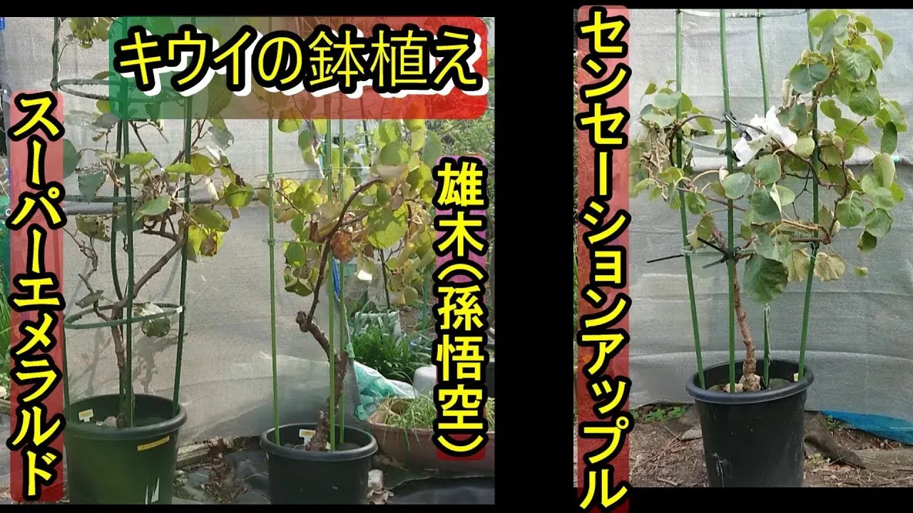 【キウイ 鉢植え ベランダ】日々の水やり・肥料・剪定のコツ