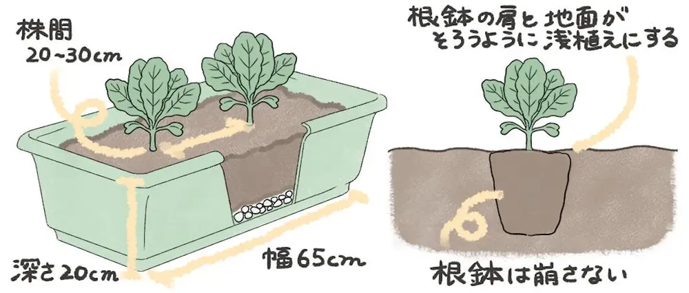 いざ収穫！鉢植えキャベツを美味しくいただくタイミング