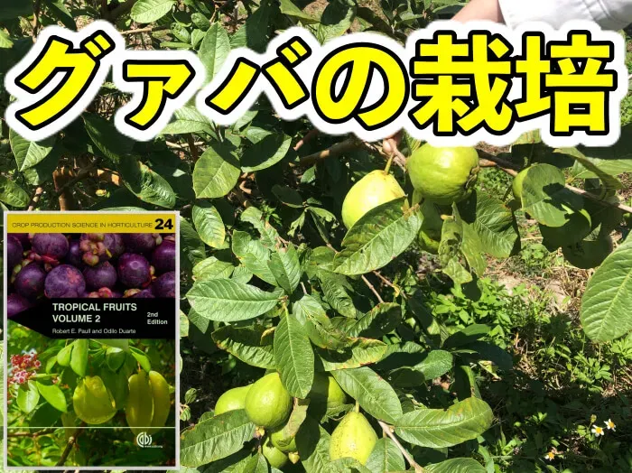 いつ、どう切る？グアバ 剪定の最適な時期と基本手順