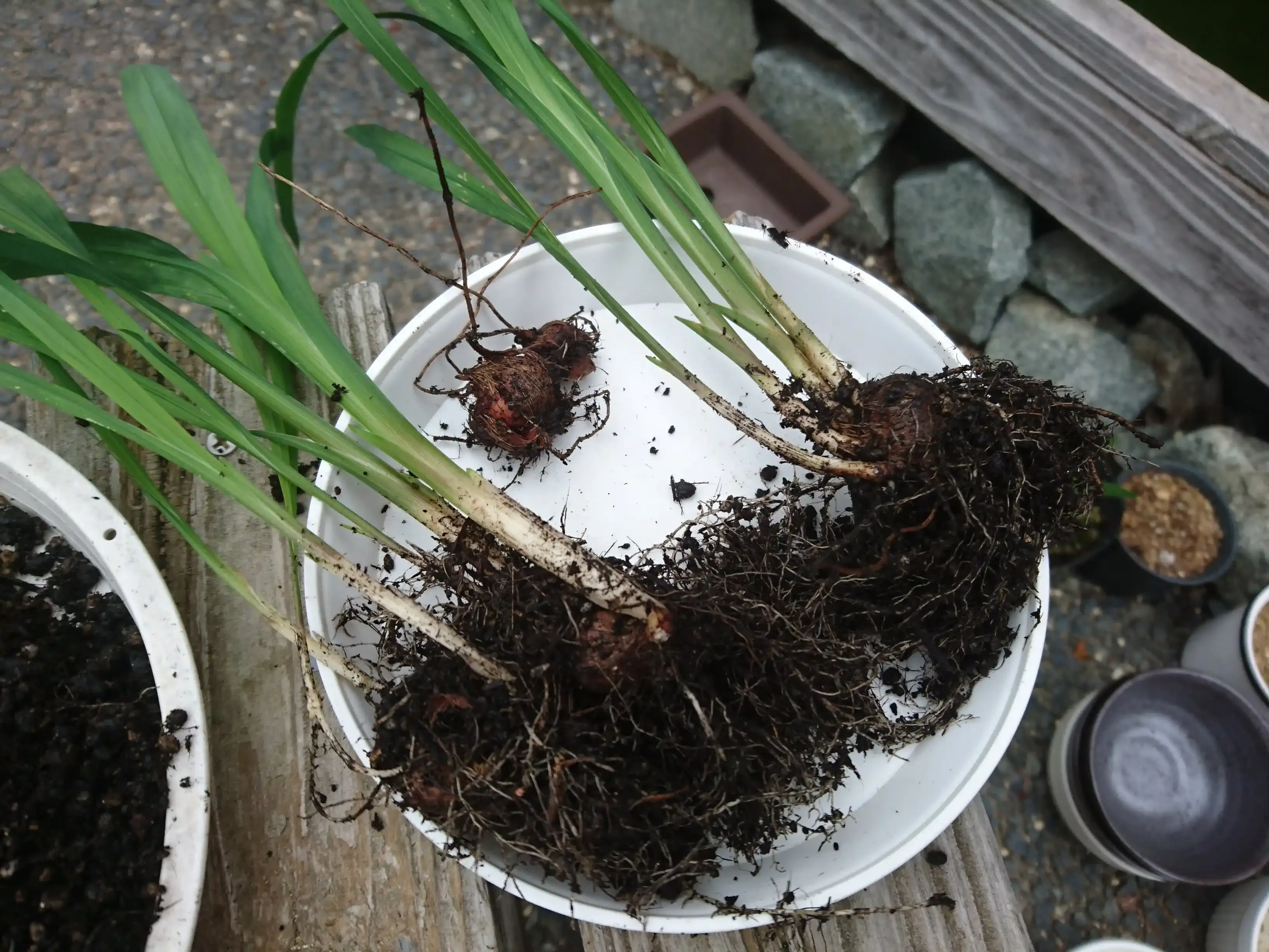 これで失敗しない！クロコスミア 球根 植え 方のコツ