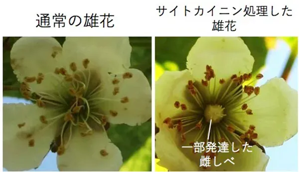 これで迷わない！キウイの雄と雌を見分ける方法