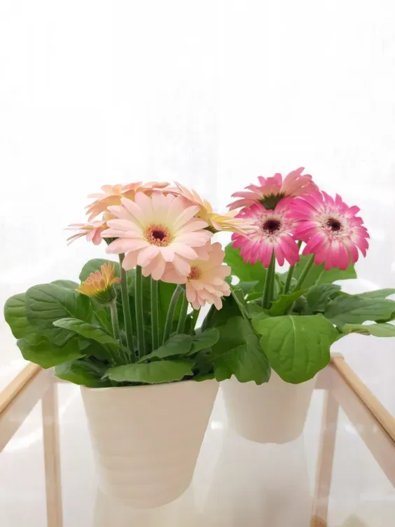 ガーベラ ミニ、どこに置くのが正解?