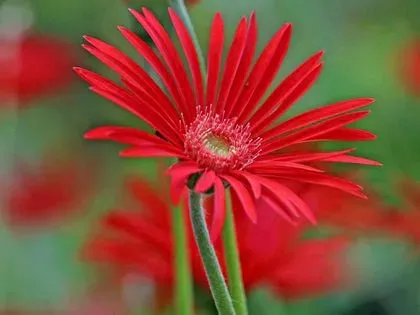 ガーベラ 花期はいつ？春と秋の開花サイクル