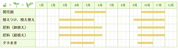 ガーベラ 花期を長く！プロが教える育て方の秘訣