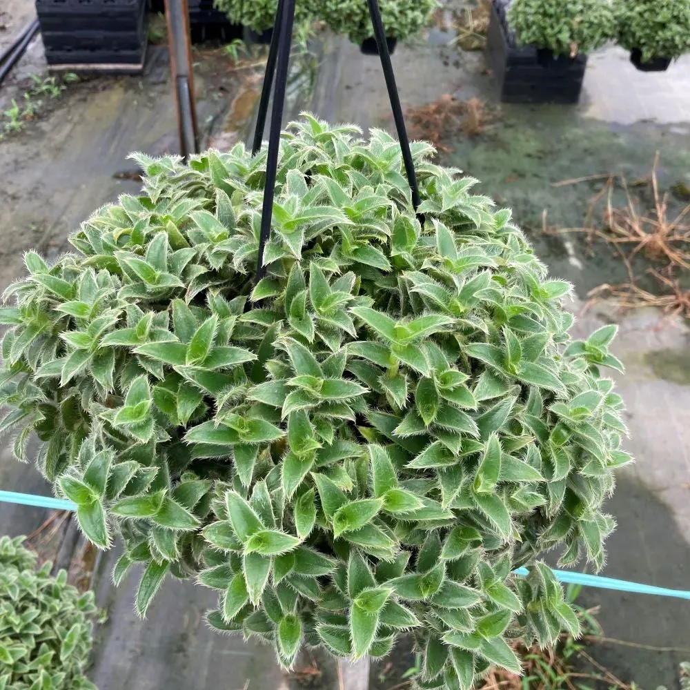 キアノティス育て方：初心者でも成功！美しいブルーの花を咲かせる簡単な秘密