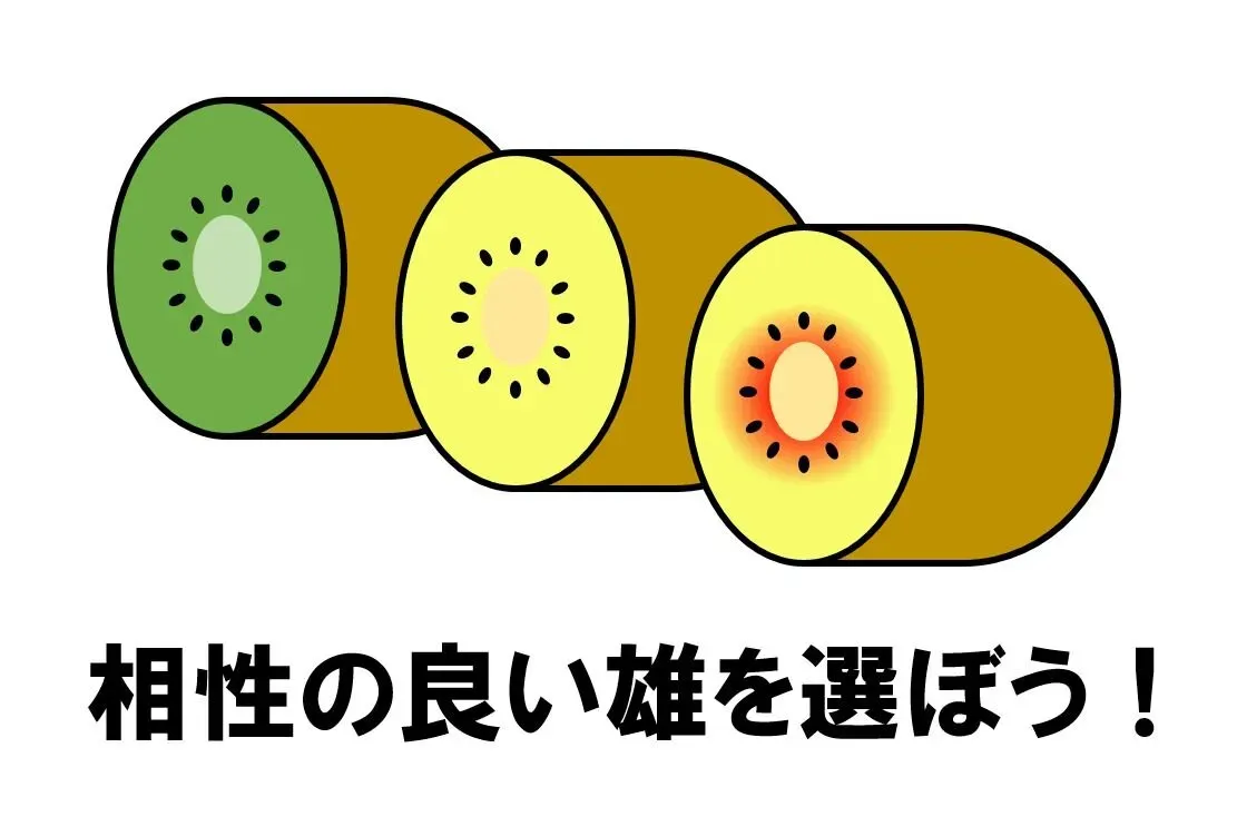【初心者向け】キウイ オス メスを【簡単・確実】に見分けて豊作に！