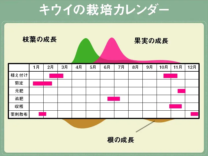 キウイ 肥料 時期はいつ？驚くほど実がなる！プロの育て方決定版
