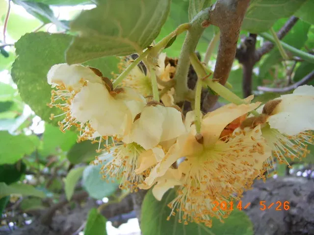 キウイ 花 時期、ズバリいつ？