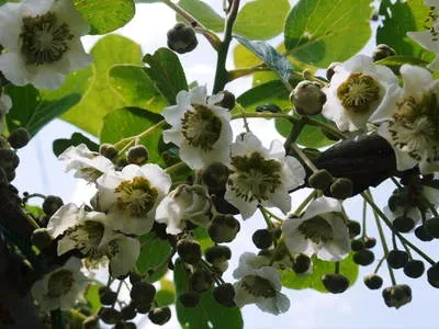 キウイ 花 時期は【重要】！失敗しないための雌雄の見分け方と受粉の絶対ルール
