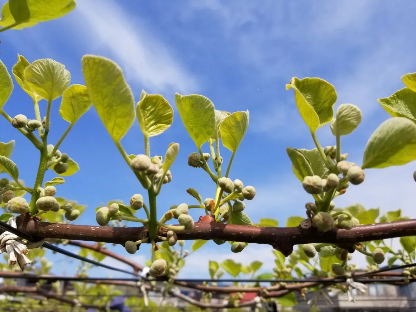 キウイ 花芽から美味しい実へ！受粉とその後の管理