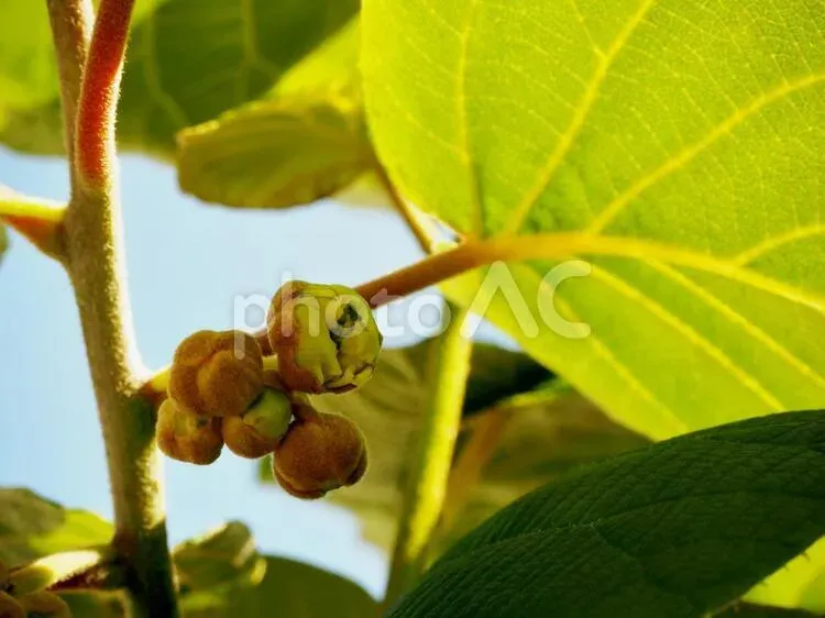 キウイ 花芽がつかない？考えられる原因と対処法