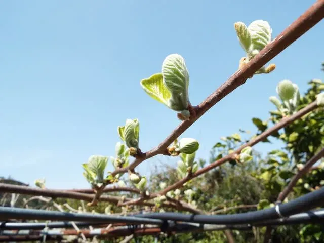 キウイ 花芽を確実に増やして豊作へ！プロ直伝の育て方と手入れ完全ガイド
