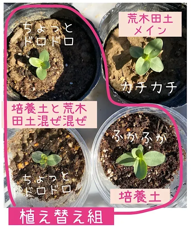 キキョウ 土のすべて：最適な選び方から配合、失敗しない育て方まで徹底解説