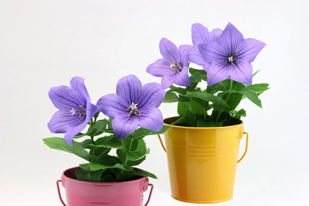 キキョウ 鉢植えの基本を知る