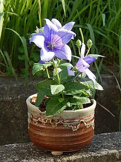 キキョウ 鉢植えの年間のお手入れ