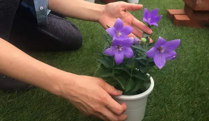 キキョウの鉢植えでよくある悩みと解決策