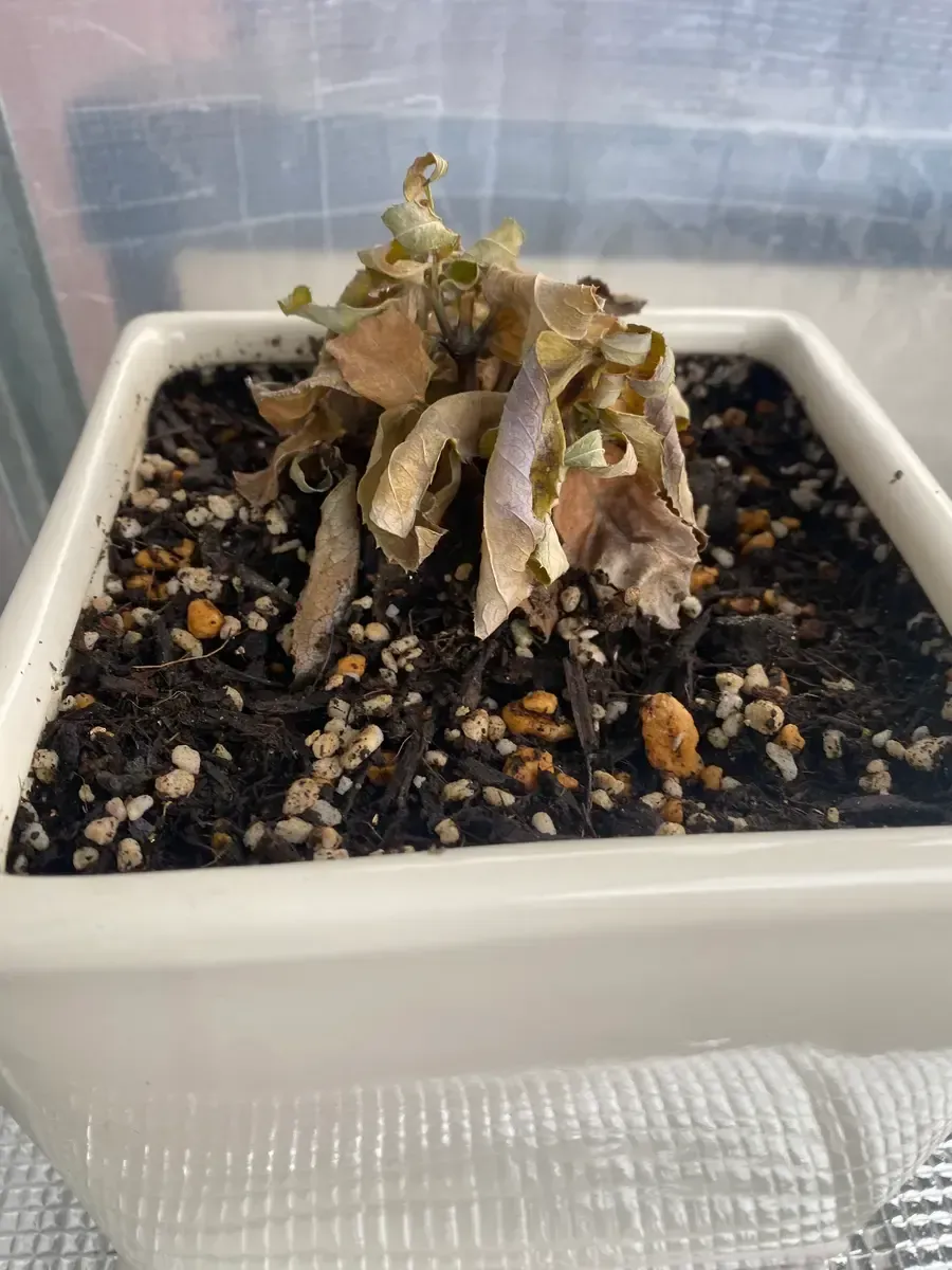 キキョウ栽培で困った！土のトラブルと解決策