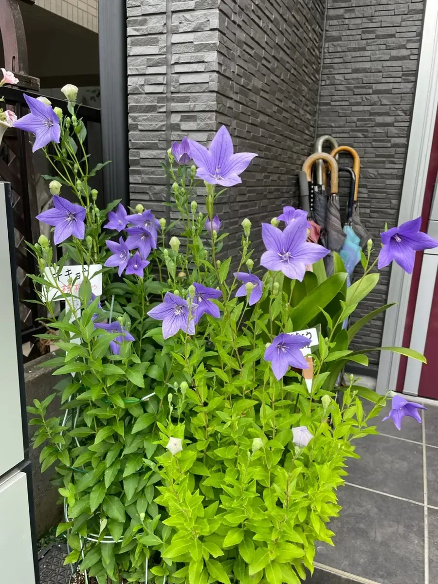 キキョウ栽培のスタート地点：植え付けと育てる場所