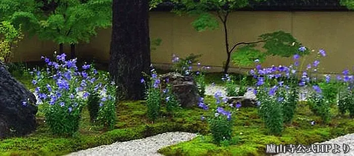 キキョウ栽培の落とし穴？病害虫とトラブル対策