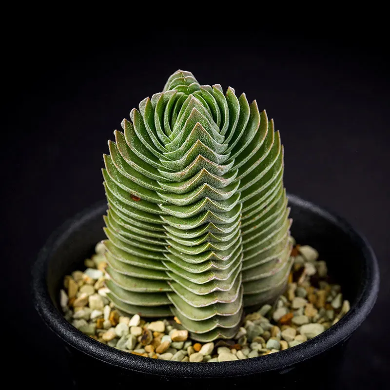 【必見】まるで芸術品！多肉植物 キムナッキーの魅惑的な育て方