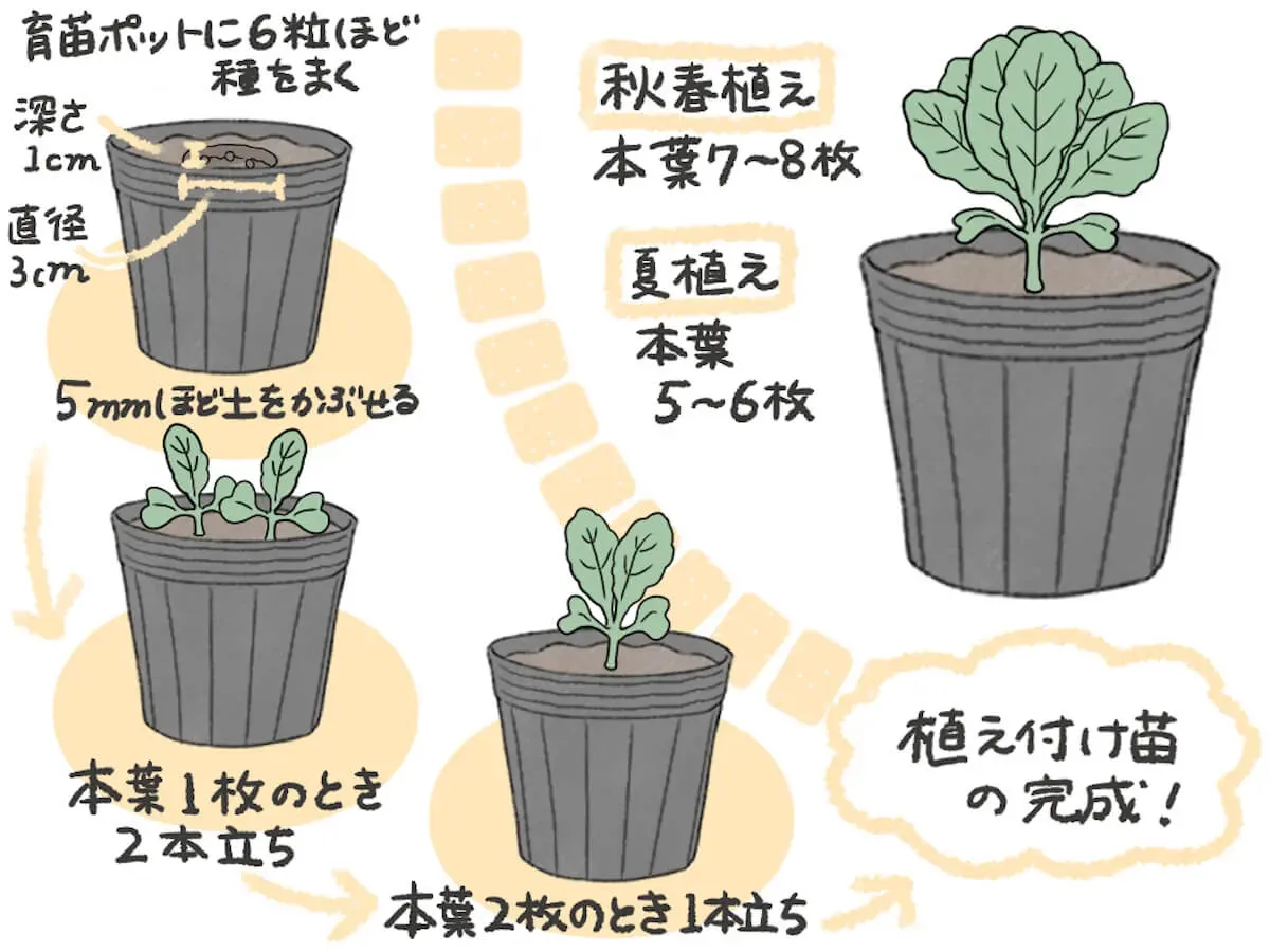 キャベツ 鉢植え 栽培の絶対成功法！初心者でも驚くほど簡単に育てる方法【決定版】病害虫対策・収穫のコツ