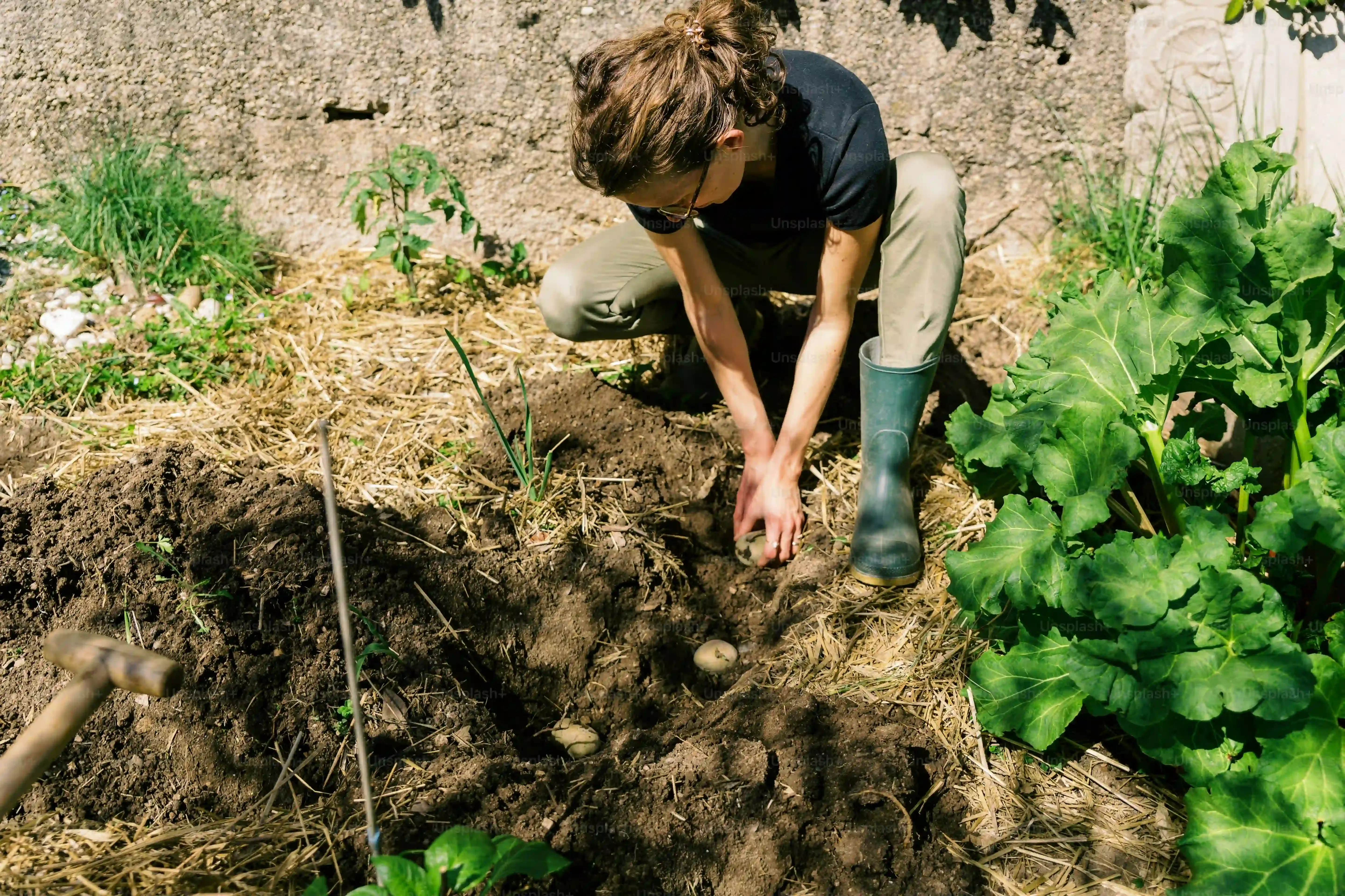 キャベツの苗を鉢植えに植え付け、水やりと肥料のコツ