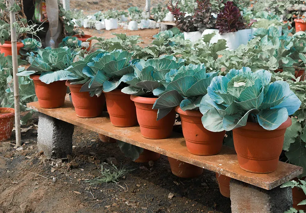 キャベツの鉢植え準備：どんな鉢と土を選ぶ？