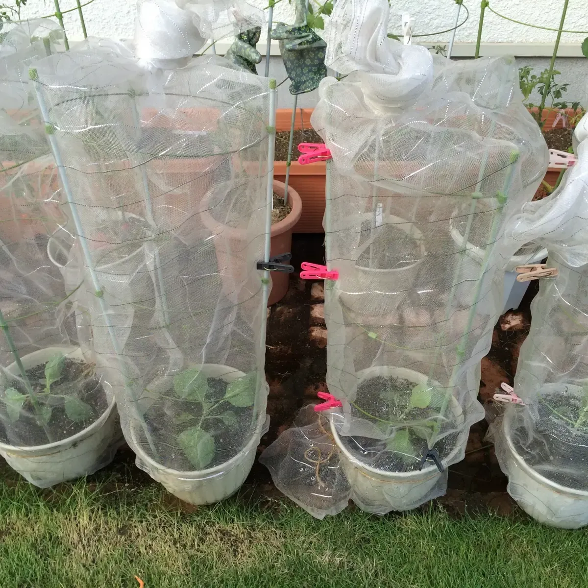 キャベツを鉢植えで育てる魅力とは？手軽さとメリット