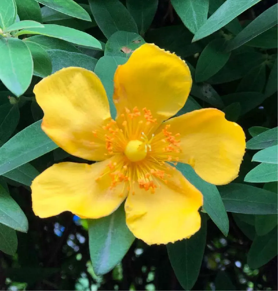キンシバイ 花とは？特徴と名前の由来
