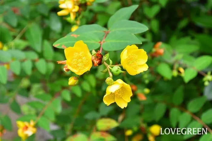 梅雨を彩るキンシバイ 花の【絶対】育て方：初心者でも【完璧】に咲かせるコツ