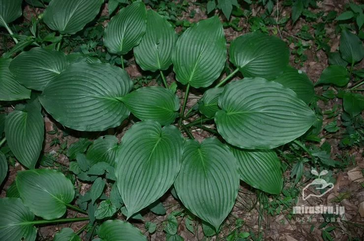ギボウシ 原種とは？園芸品種との違いを知る