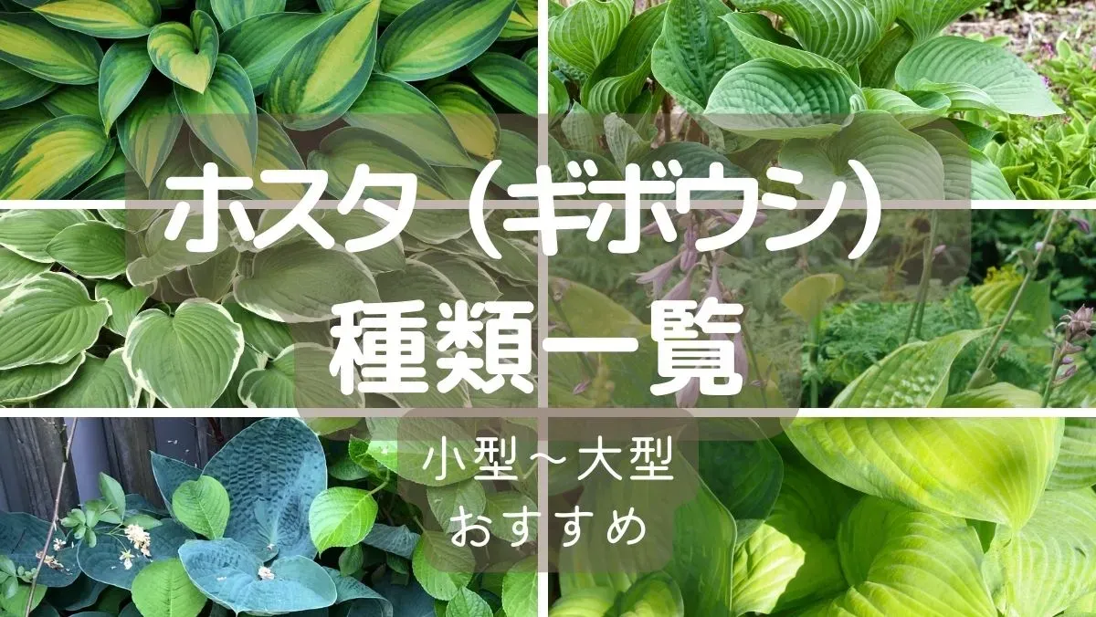 ギボウシ 種類 図鑑：絶対役立つ！選び方からお手入れまで、美しい庭を創る完全ガイド