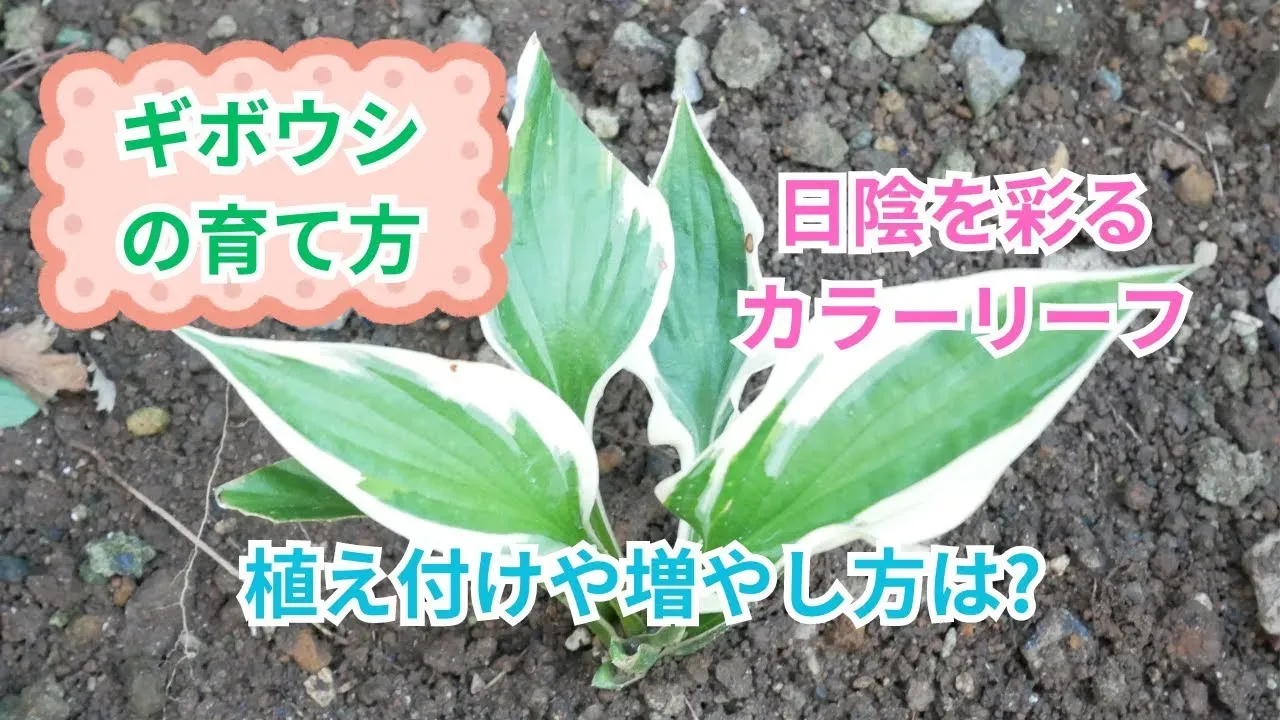 ギボウシの植え付け、最適な時期はいつ？失敗しないスタート