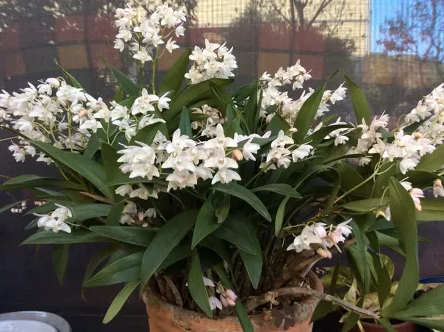 ギンギアナム 株分けで花つき激増！絶対成功させる簡単テクニック