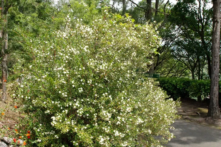 ギンバイカ（銀梅花）ってどんな植物？特徴と魅力
