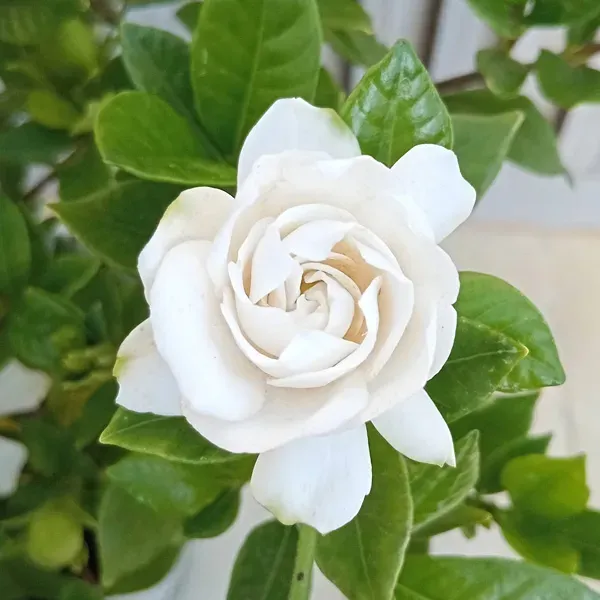 クチナシ 八重ってどんな花？ 基本を知ろう