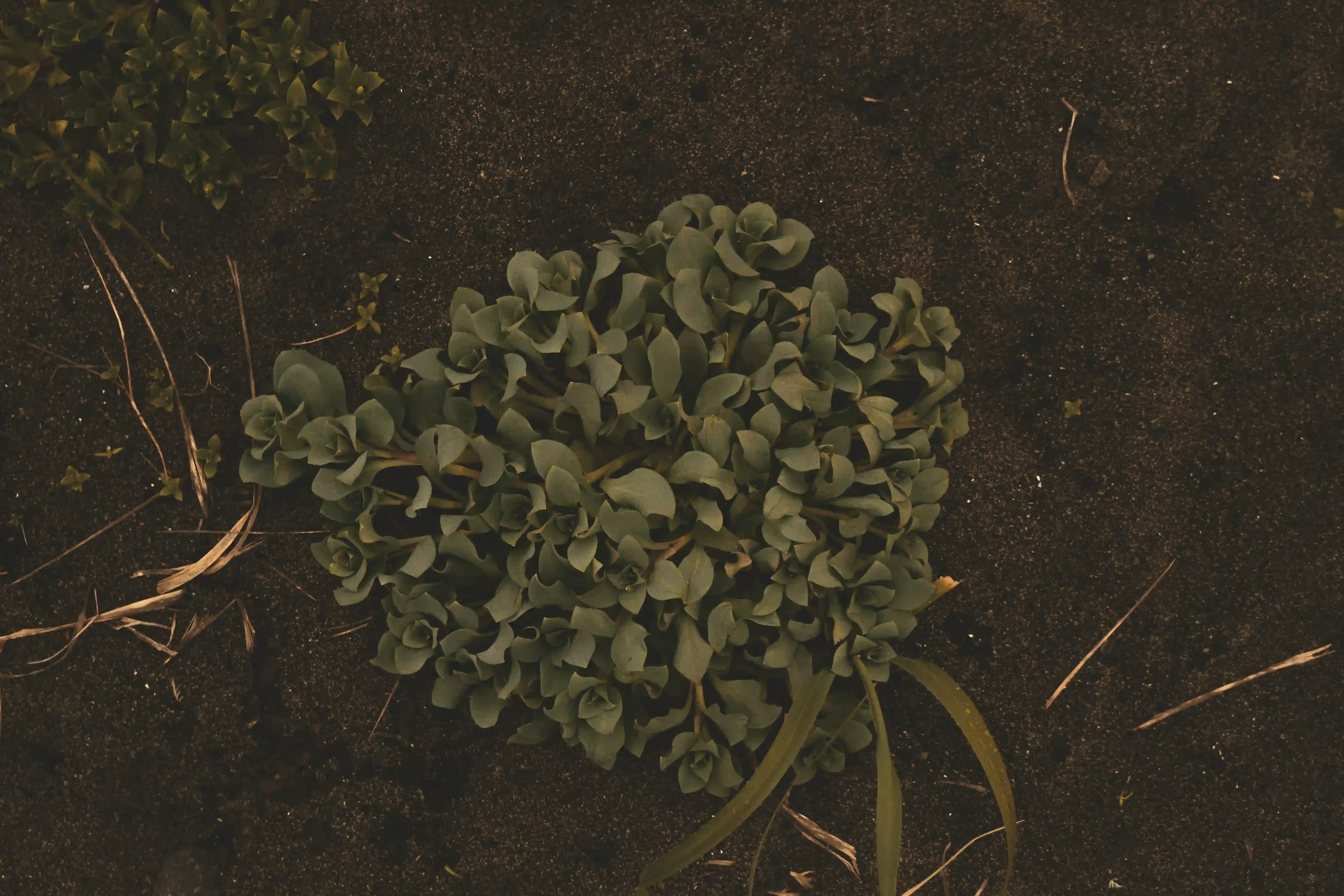 クチナシ 植え付けでよくある疑問Q&A