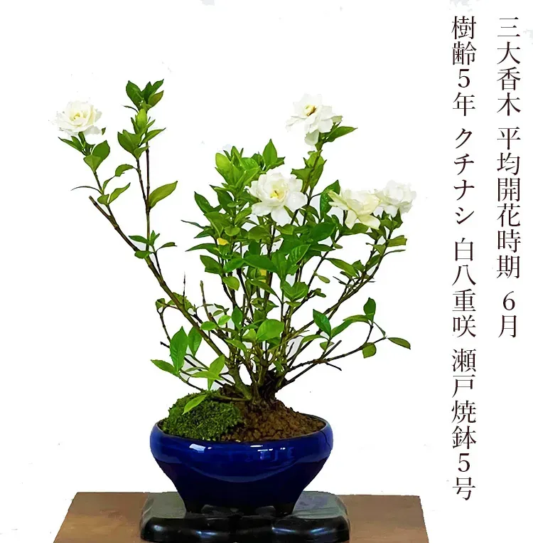 クチナシ 鉢植えで困ったら？よくあるトラブルとその対処法