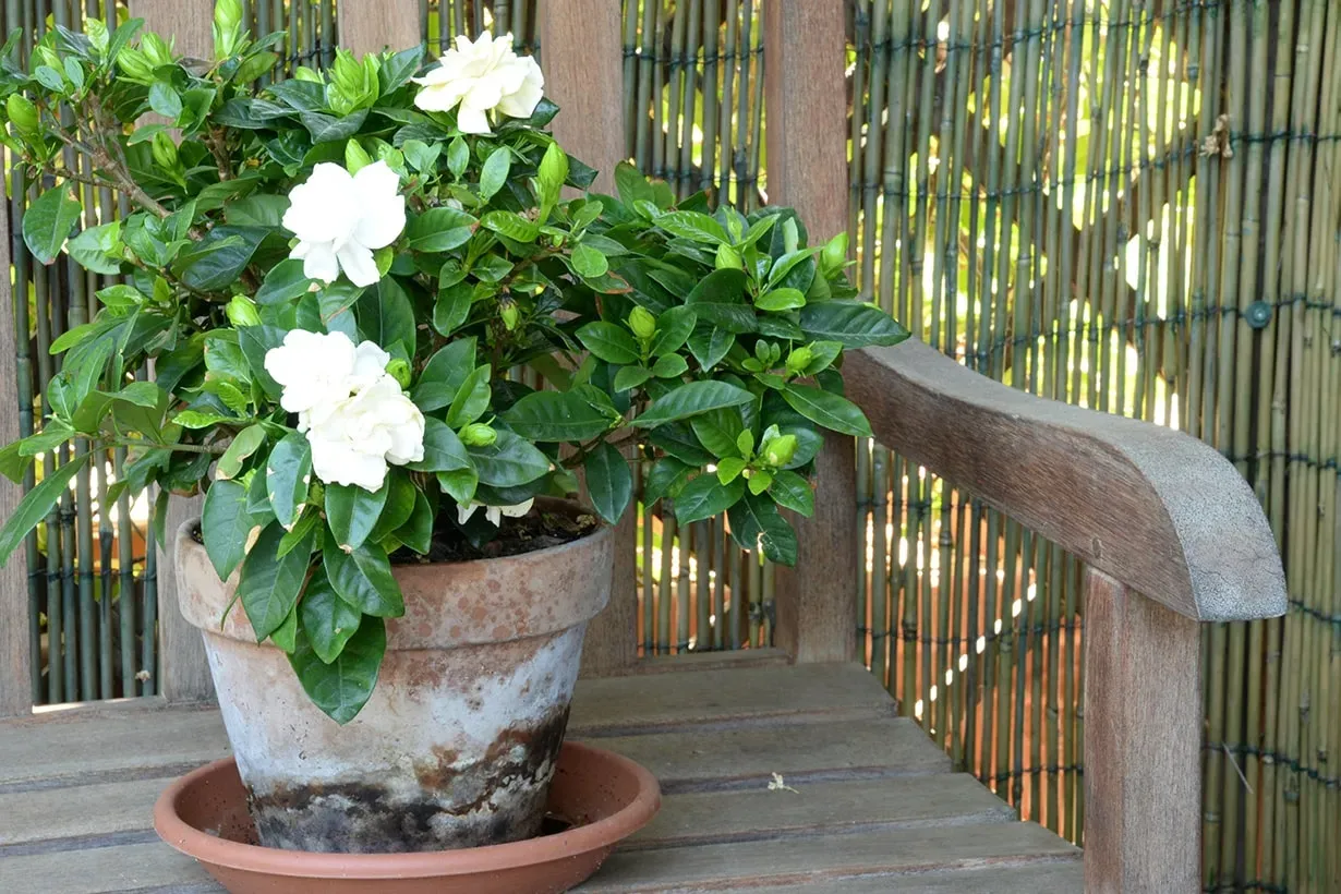 クチナシ 鉢植えの魅力と、あなたにぴったりの選び方