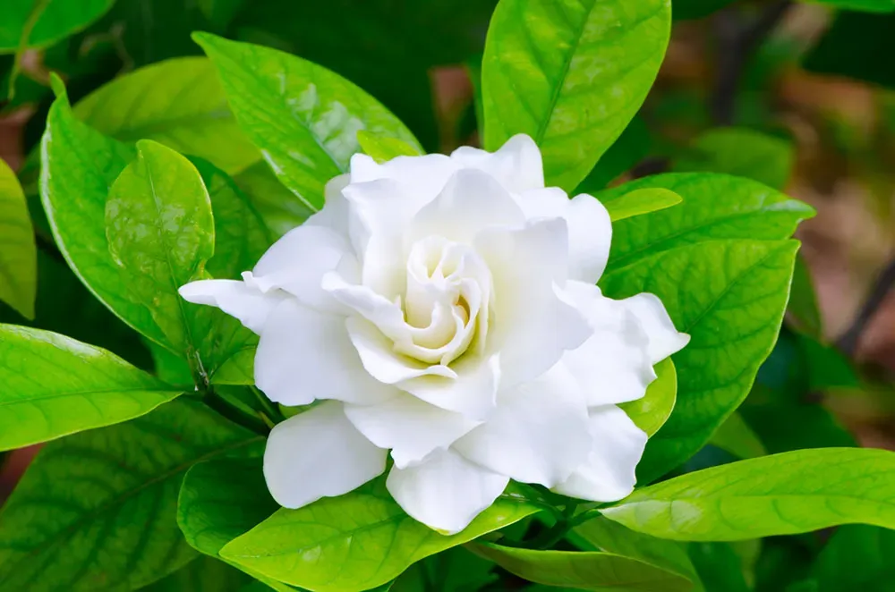 クチナシの花をたくさん開花させる育て方の基本