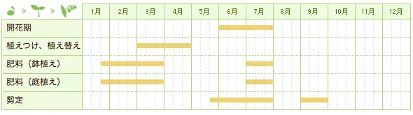 クチナシの開花時期だけじゃない！時期ごとの手入れとは