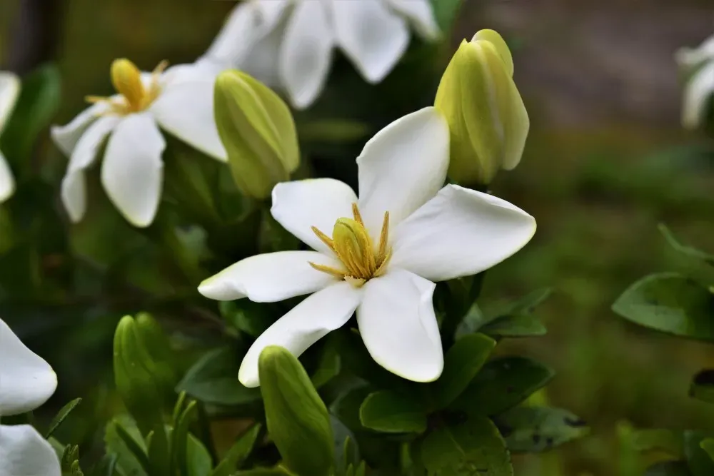 クチナシの開花時期はいつ？あの香りの秘密に迫る