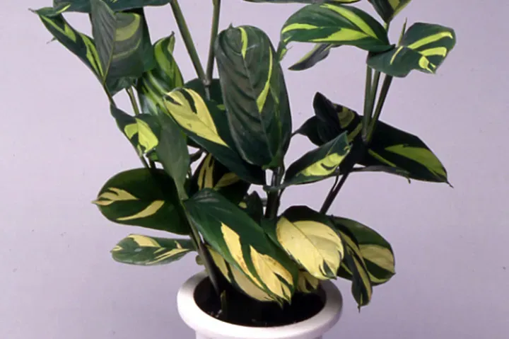 クテナンテってどんな植物？魅力と人気の種類