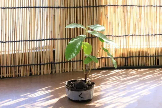 クヌギ 盆栽の手入れ：剪定、植え替え、針金かけの基本