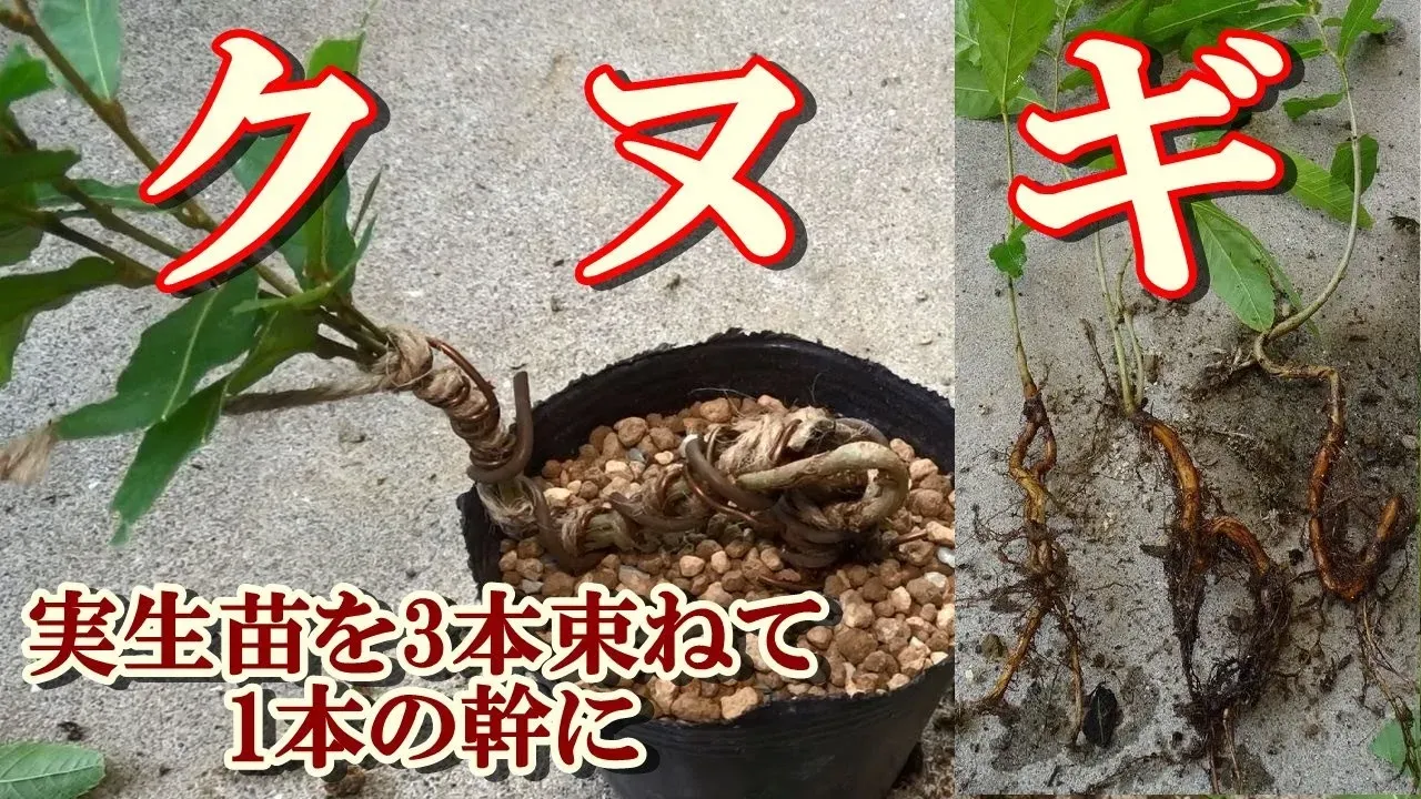 【保存版】クヌギ 盆栽の育て方：剪定・手入れで驚くほど美しくする秘訣