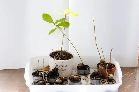 クヌギ 芽のすべてがわかる！見分け方・育て方・驚きの秘密ガイド
