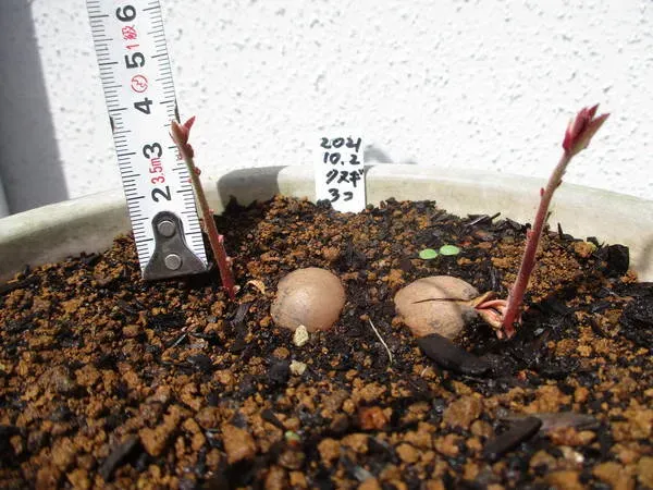 クヌギの芽、その独特な形を見分ける